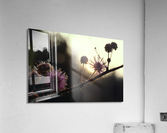 Sensitive Sunrise Acrylic Print