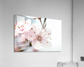 Apple Blush Acrylic Print