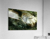 Cuddle Puddle Acrylic Print