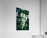 Black Locust Acrylic Print