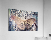 Polyphemus Moth Acrylic Print
