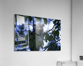 Crouching Opossum Acrylic Print