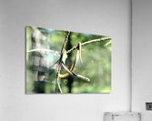 Red Bellied Snake Acrylic Print