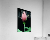Sweet Shrub Acrylic Print