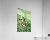 Surprised Hawk Acrylic Print