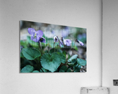 Wood Violets Acrylic Print