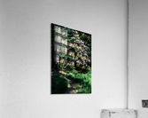 Rhododendron Road Acrylic Print