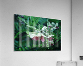 Mendel’s Rebel Acrylic Print