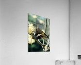 Skip on a Button Acrylic Print