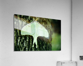 Luna Moth Acrylic Print