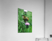 Fritillary on Thistle Acrylic Print
