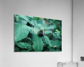 Atala Butterfly Acrylic Print
