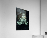 Pepper Moth Acrylic Print