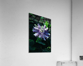 Passion Flower Acrylic Print