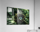 Robbin s Stowaway Acrylic Print