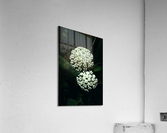 White Milkweed Acrylic Print