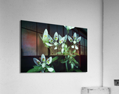 Cliff Saxifrage Acrylic Print