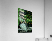 Humming Bird Nest Acrylic Print