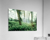 Is This Love Acrylic Print