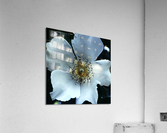 Magnolia Acrylic Print