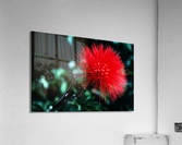 Red Bottlebrush Acrylic Print