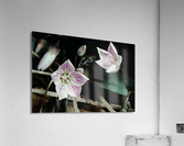 Spring Beauty Acrylic Print