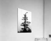 Frozen Fir Acrylic Print