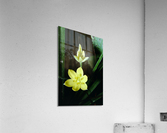 Yellow Star Grass Acrylic Print