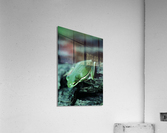 Downward Facing Frog Acrylic Print