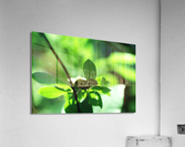 Cought a Bug Acrylic Print