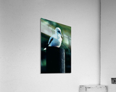 Red Footed Booby Acrylic Print