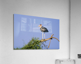 Marabou Stork Acrylic Print
