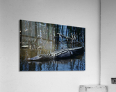 American Alligator Acrylic Print