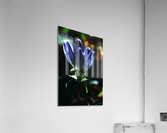 Bottle Gentiana Acrylic Print