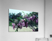 Bristly Locust Acrylic Print