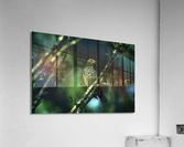 Brown Thrasher Acrylic Print