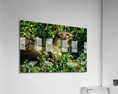Calm Otter Acrylic Print