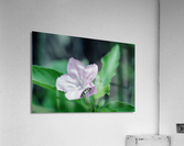 Deadly Pink Acrylic Print