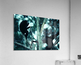 Howler Monkey Acrylic Print