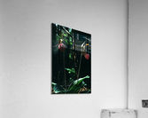 Lady Slippers Acrylic Print