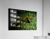 Northern Dusky Salamander Acrylic Print