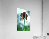 Orange Bell Lily Acrylic Print