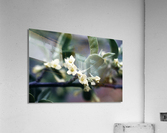 Russan Olive Acrylic Print
