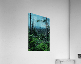 Seral Forest Acrylic Print