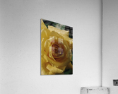 Texas Rose Acrylic Print