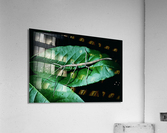 Walking Stick Acrylic Print