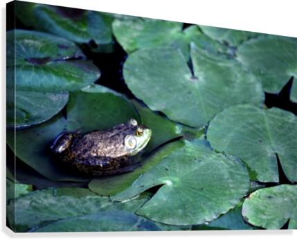 Frog on Lilies Canvas Print
