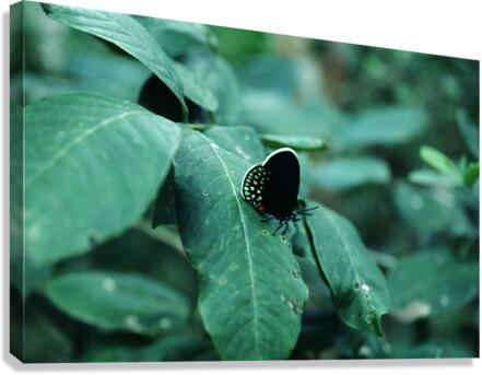 Atala Butterfly Canvas Print