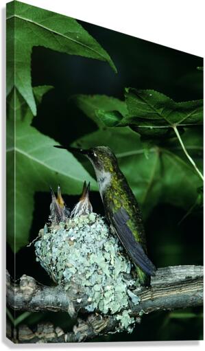 Humming Bird Nest Canvas Print