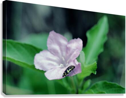 Deadly Pink Canvas Print